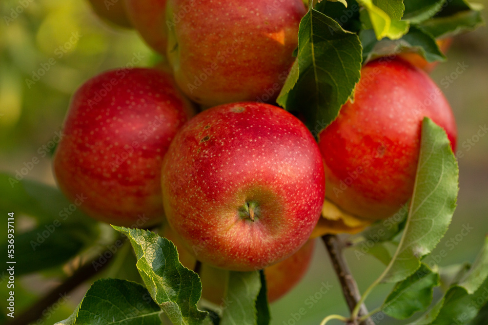 Fresh apples from the orchard. Apple harvest ready to be picked from the orchard in the Republic of Moldova. Fresh apples from the orchard. Apple harvest ready to be picked from the orchard in the Republic of Moldova.