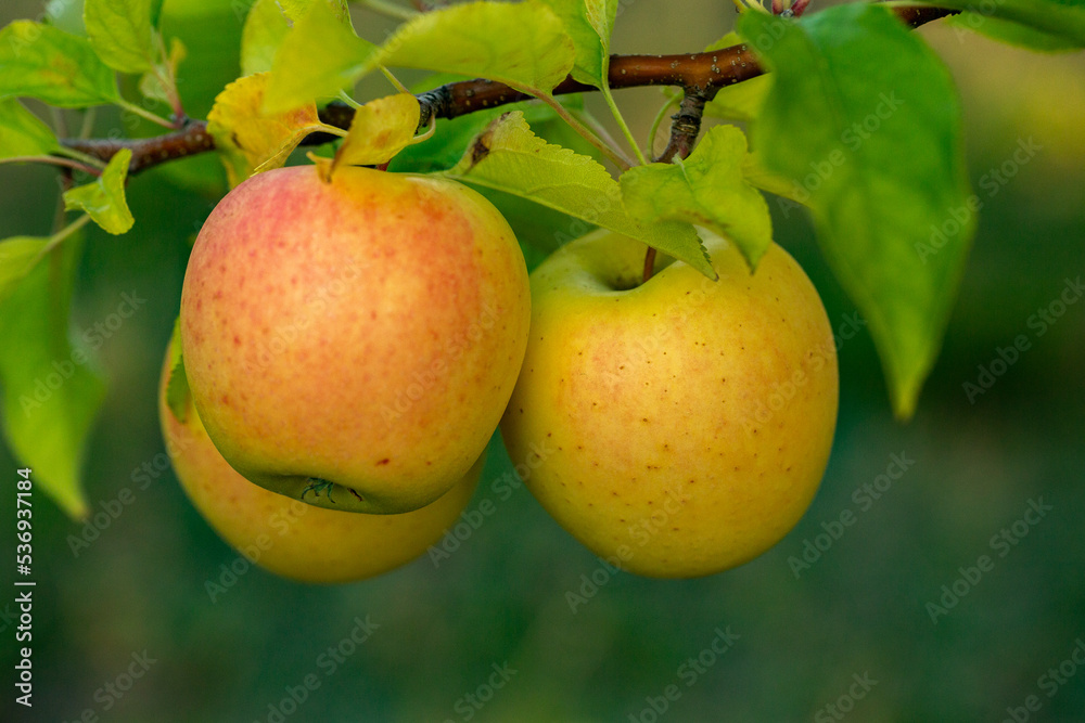 Fresh apples from the orchard. Apple harvest ready to be picked from the orchard in the Republic of Moldova. Fresh apples from the orchard. Apple harvest ready to be picked from the orchard in the Republic of Moldova.