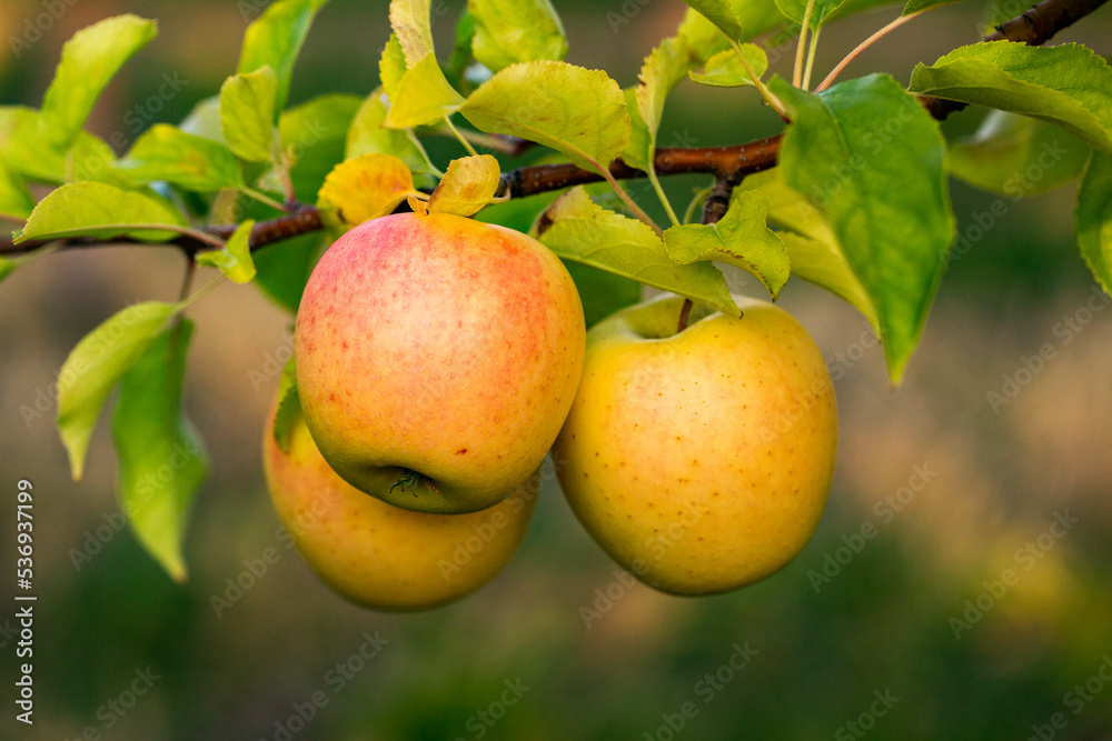 Fresh apples from the orchard. Apple harvest ready to be picked from the orchard in the Republic of Moldova. Fresh apples from the orchard. Apple harvest ready to be picked from the orchard in the Republic of Moldova.