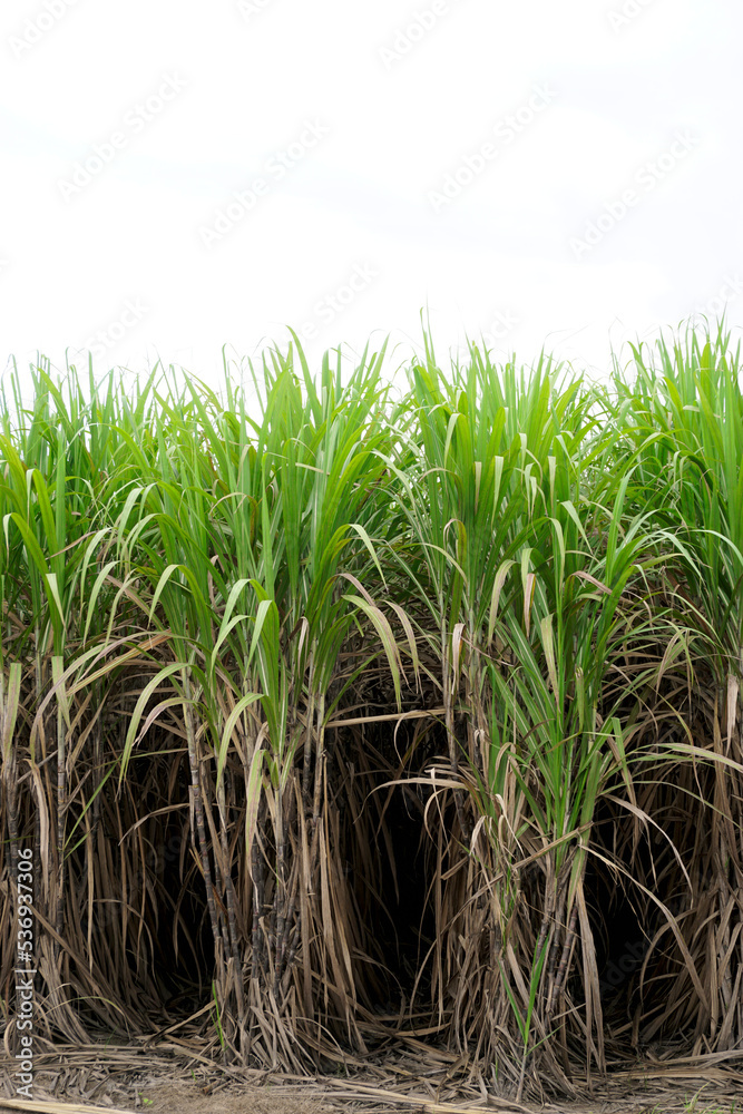 Sugar cane farm, Agriculture background Sugar cane farm, Agriculture background