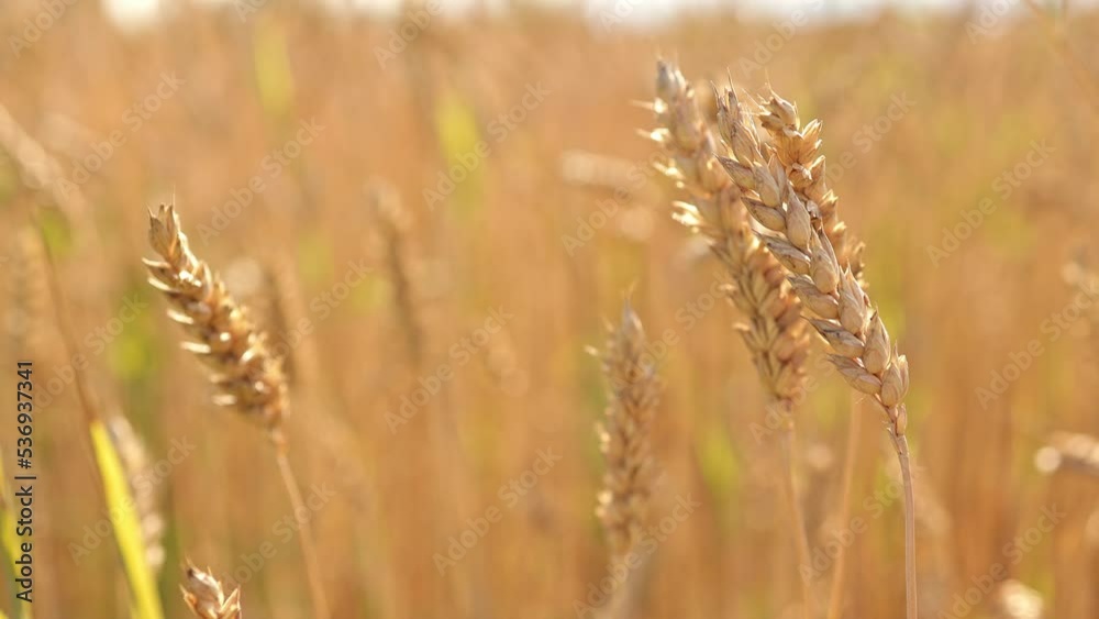 golden wheat ears are swaying by wind, closeup view in agricultural field in summer day, growing cereals golden wheat ears are swaying by wind, closeup view in agricultural field in summer day, growing cereals