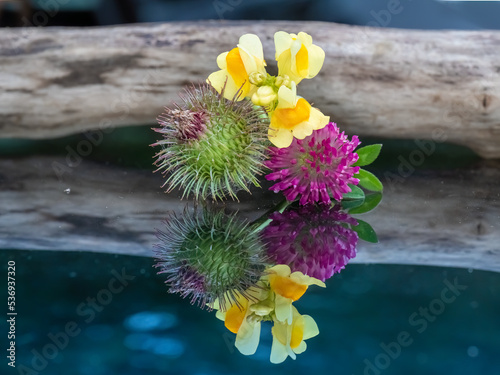 Colorful summer blooms in the deep nordic forests of Dalen, Tokke, Telemark, Norway. photo