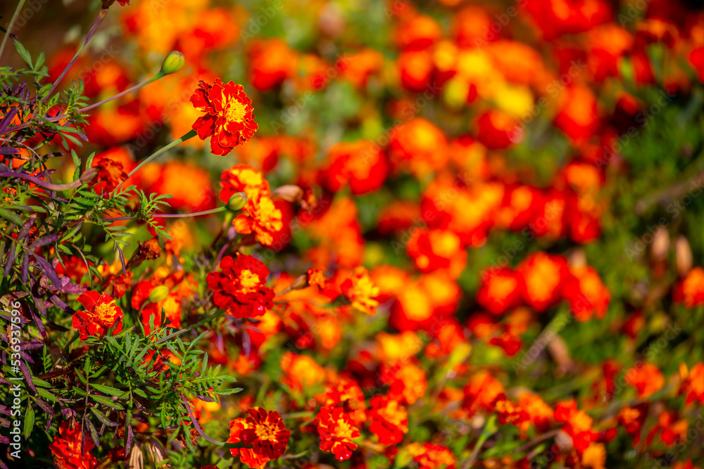 Red and orange flowers close up. Bouquet of yellow flowers. City flower beds, a beautiful and well-groomed garden with flowering bushes.