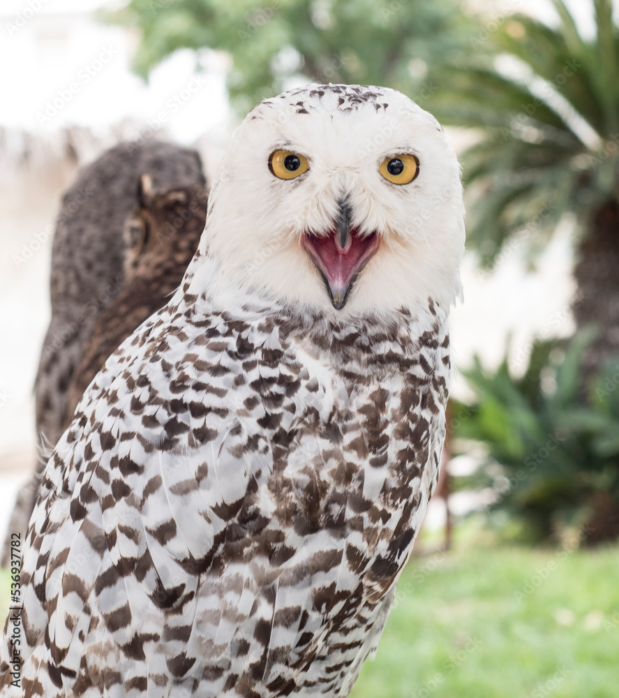 Fototapeta premium Birds of prey in a falconry exhibition