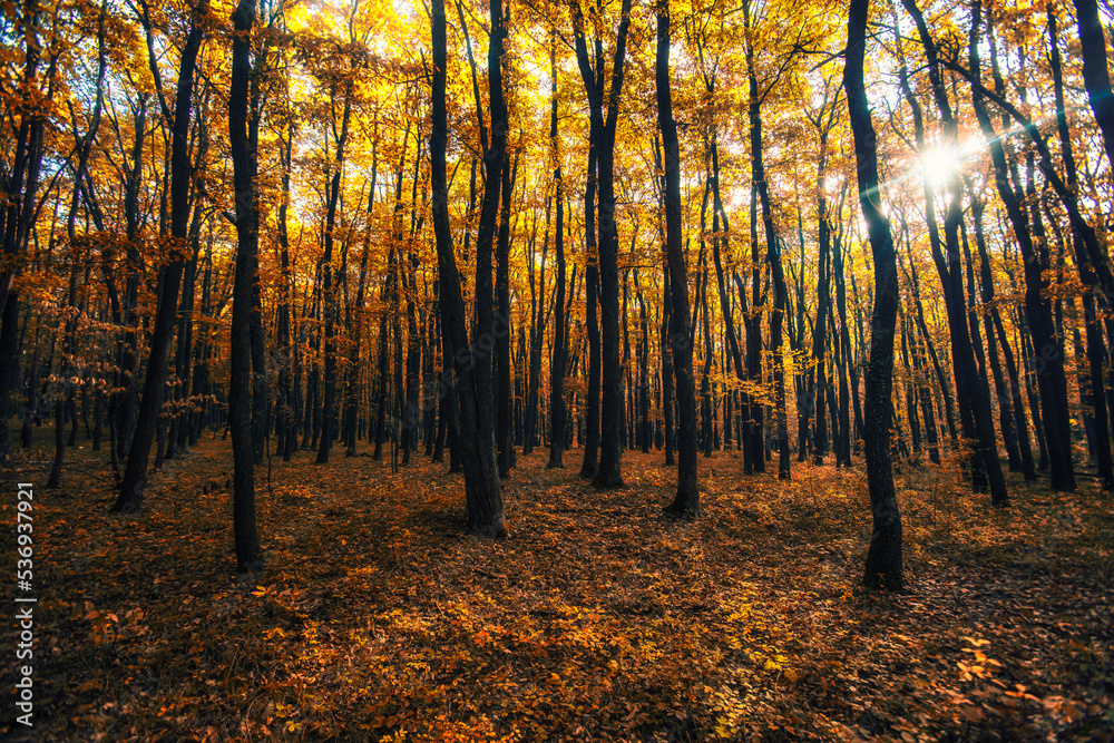 Fototapeta premium colorful autumn forest