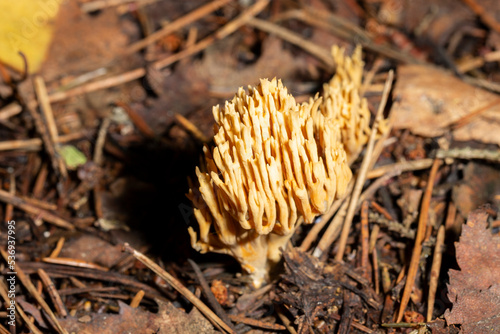 Coral mushrooms, Ramaria eumorpha growing in natural environment, this mushroom grows photo
