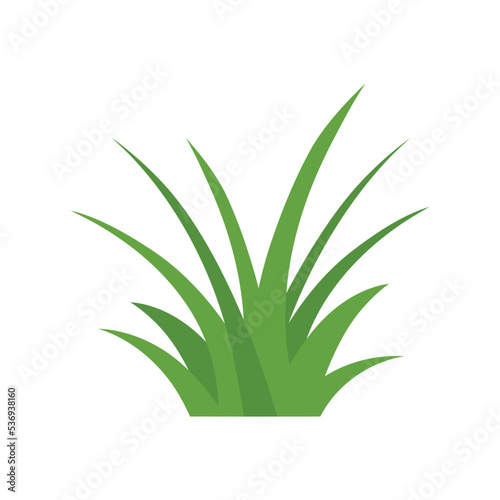 Green Grass Isolated on White Background,flowers