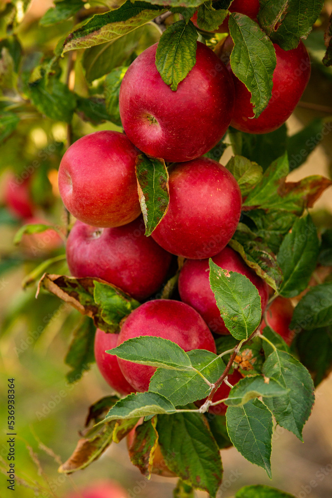 Fresh apples from the orchard. Apple harvest ready to be picked from the orchard in the Republic of Moldova. Fresh apples from the orchard. Apple harvest ready to be picked from the orchard in the Republic of Moldova.