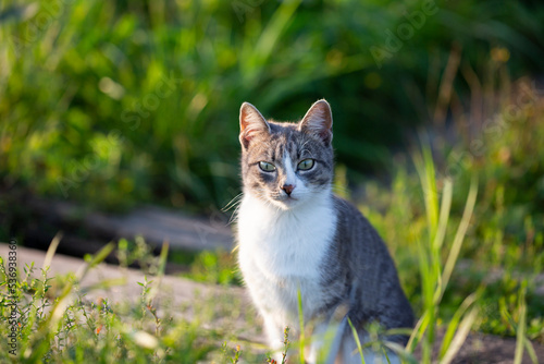 Close-up of a cat with green eyes lies in the grass. Funny beautiful cat poses for the camera on a summer sunny day.