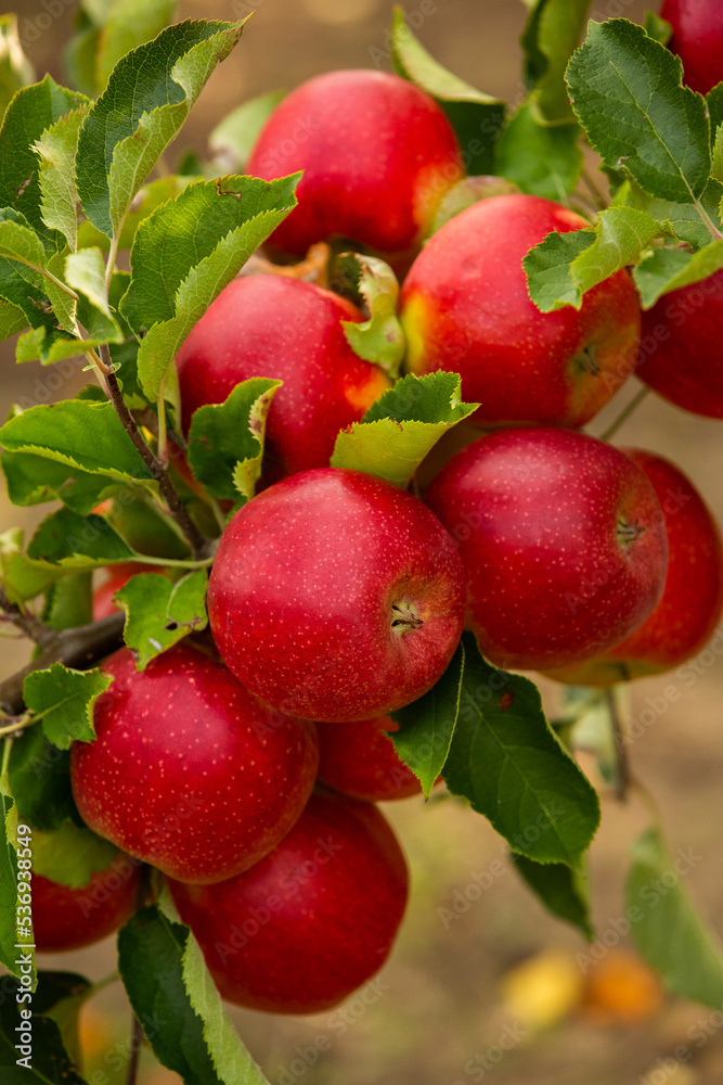 Fresh apples from the orchard. Apple harvest ready to be picked from the orchard in the Republic of Moldova. Fresh apples from the orchard. Apple harvest ready to be picked from the orchard in the Republic of Moldova.
