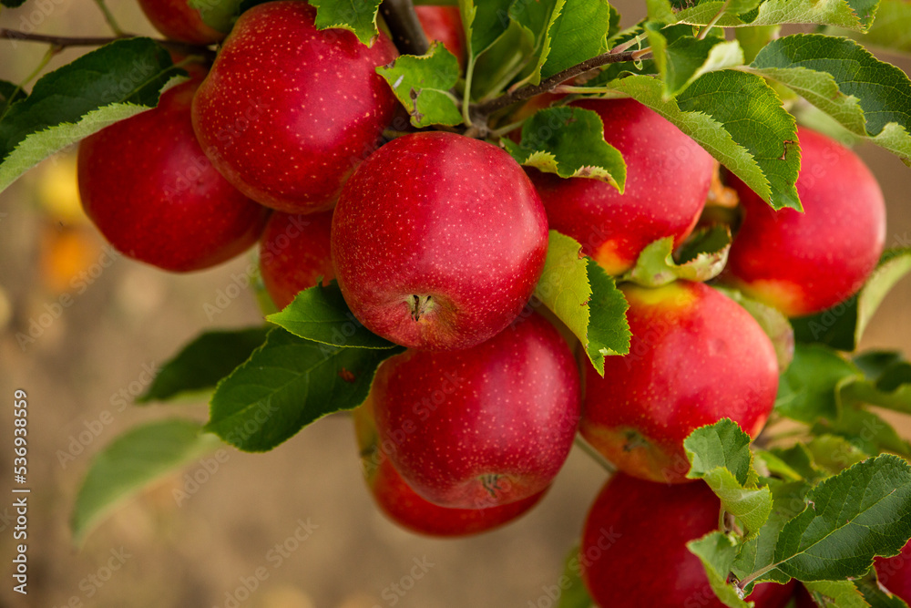 Fresh apples from the orchard. Apple harvest ready to be picked from the orchard in the Republic of Moldova. Fresh apples from the orchard. Apple harvest ready to be picked from the orchard in the Republic of Moldova.