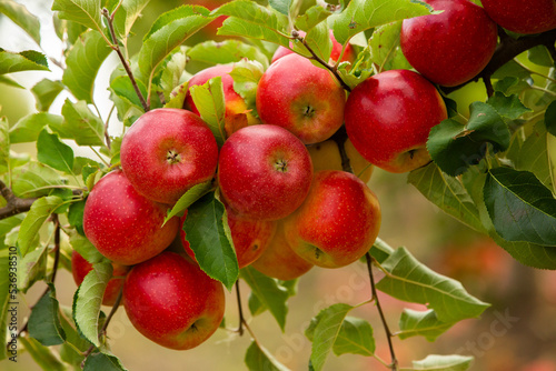 Fresh apples from the orchard. Apple harvest ready to be picked from the orchard in the Republic of Moldova.