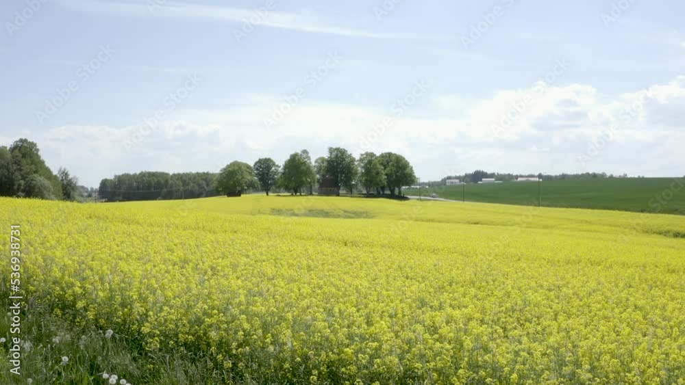 Aerial drone shot of yellow canola field in Sweden. Aerial drone shot of yellow canola field in Sweden.
