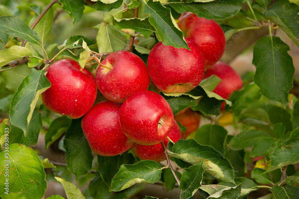 Obraz premium Fresh apples from the orchard. Apple harvest ready to be picked from the orchard in the Republic of Moldova.