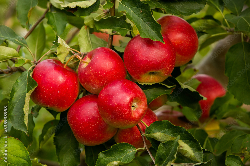 Fresh apples from the orchard. Apple harvest ready to be picked from the orchard in the Republic of Moldova.