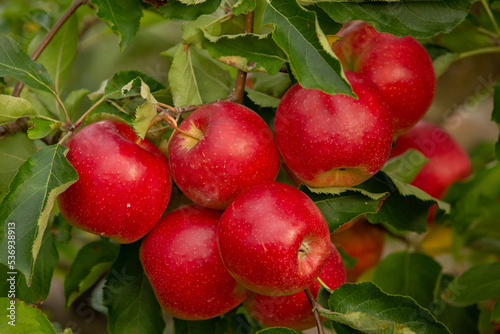 Fresh apples from the orchard. Apple harvest ready to be picked from the orchard in the Republic of Moldova.