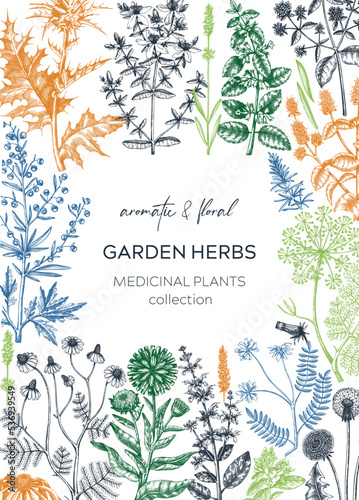 Vintage herbs card design. Sketched aromatic plants frame in color. Botanical design. Herbal tea ingredients. Hand drawn medicinal herbs cover, invitation, banners, stickers, label, packaging.