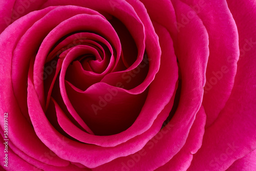 Fototapeta Naklejka Na Ścianę i Meble -  Red rose flower macro shot background