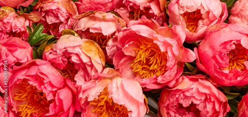 Peony flower over aged wooden background © Nik_Merkulov