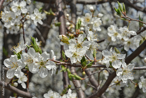 上品蓮台寺の桜