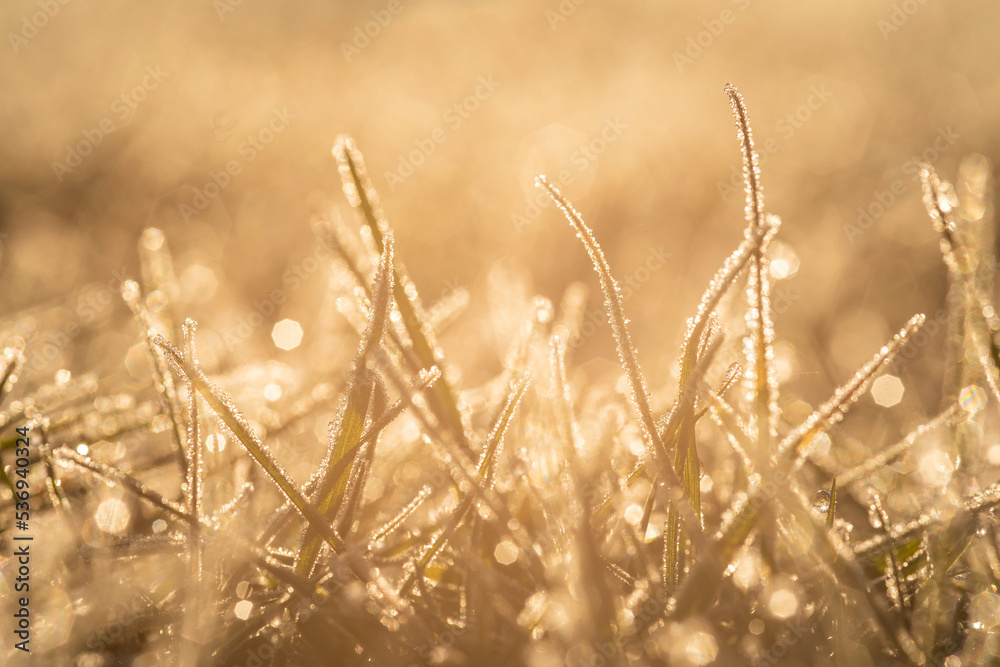 Fototapeta premium Gefrorene Wiese bei Sonnenaufgang