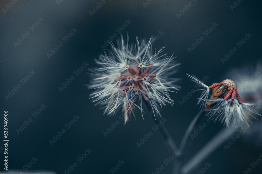 Fototapeta premium White flower