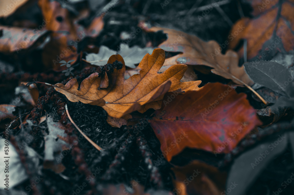 brown leaf at autumn