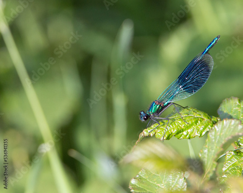 Banded Demoiselle male (Calopteryx splendens) resting on a green leaf in bright sunlight