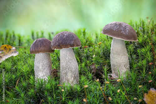 Three edible mushrooms known as birch bolete in moss
