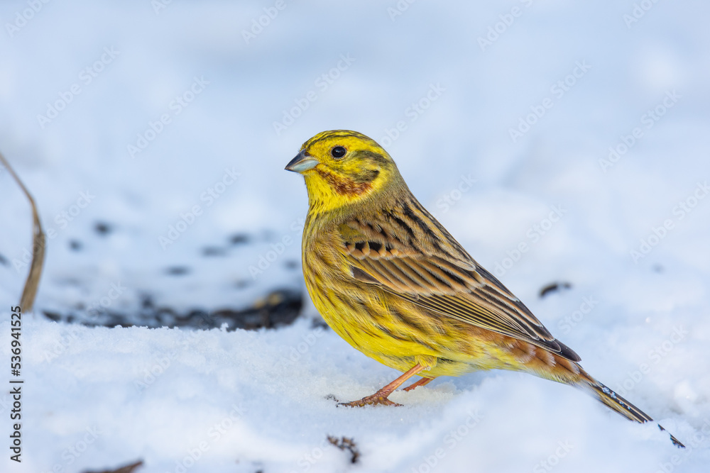 Close up of the yellowhammer (Emberiza citrinella) on snow, in winter Close up of the yellowhammer (Emberiza citrinella) on snow, in winter