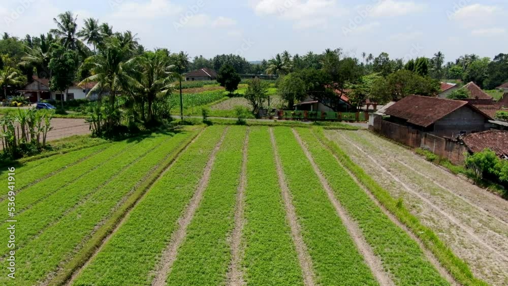 Peanut plantation in local village in Bali island, aerial low angle view Peanut plantation in local village in Bali island, aerial low angle view