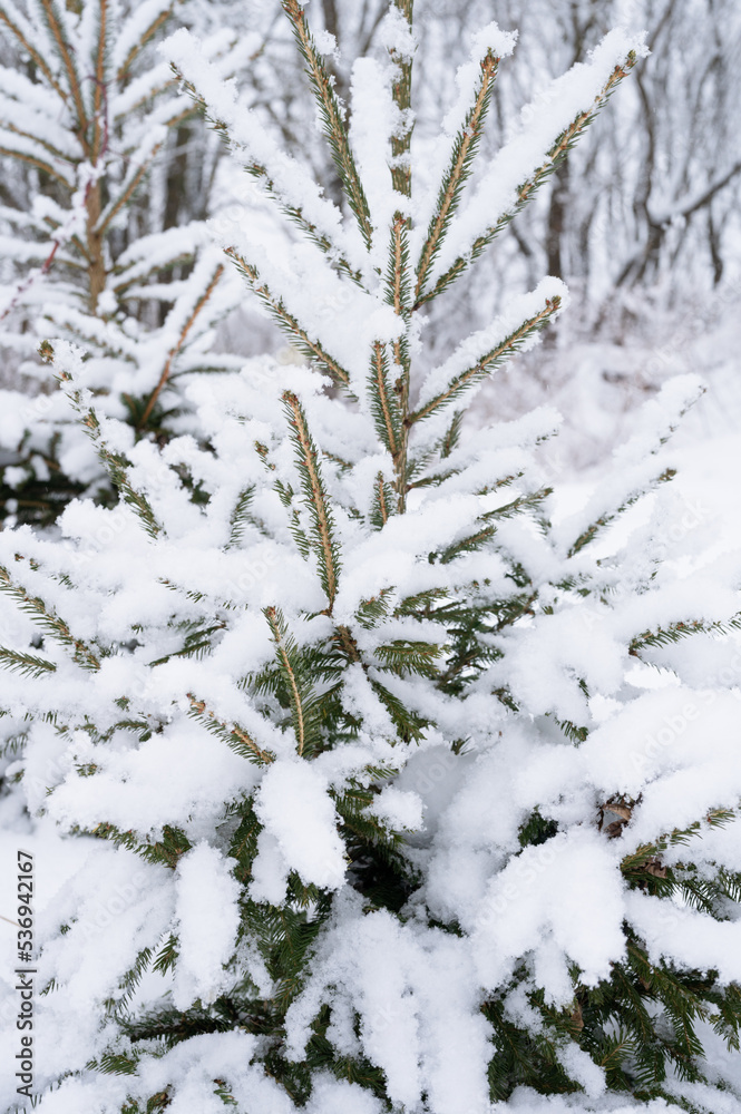 snowy winter season in nature. fresh icy frozen snow and snowflakes covered spruce or fir or pine tree branches on frosty winter day in forest or garden. cold weather. christmas time