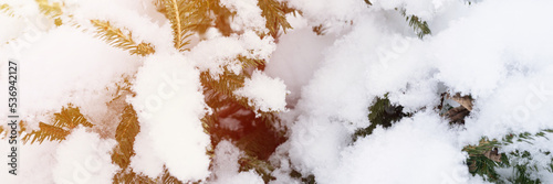 snowy winter season in nature. fresh icy frozen snow and snowflakes covered spruce or fir or pine tree branches on frosty winter day in forest or garden. cold weather. christmas time. banner. flare