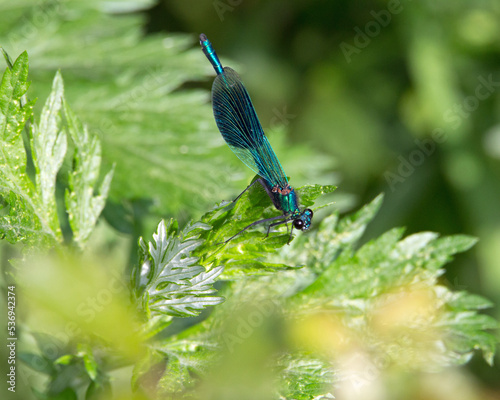 Banded Demoiselle male (Calopteryx splendens) resting on a green leaf in bright sunlight