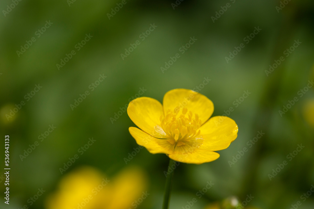 selective focus: Yellow Buttercup growing in forests and high mountains in spring. The buttercup, which has a wonderful appearance selective focus: Yellow Buttercup growing in forests and high mountains in spring. The buttercup, which has a wonderful appearance