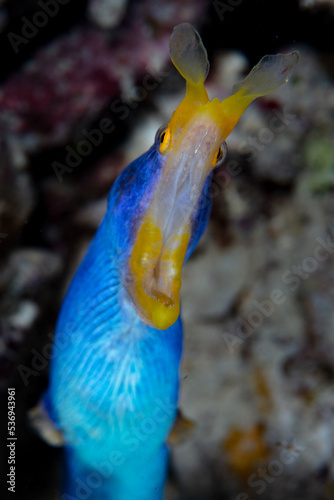 A male blue ribbon eel, Rhinomuraena quaesita, opens its wide jaws as it emerges from a coral reef in Indonesia. This beautiful species is a protandrous hermaphrodite, changing from male to female. photo