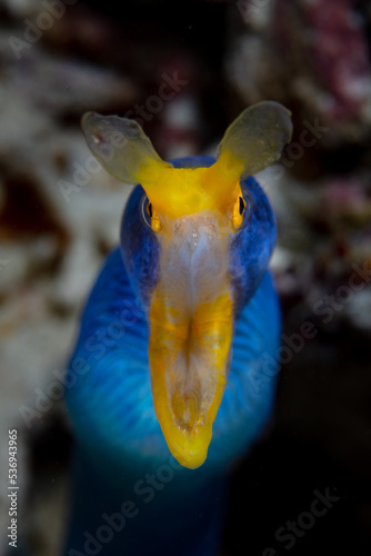 A male blue ribbon eel  Rhinomuraena quaesita  opens its wide jaws as it emerges from a coral reef in Indonesia. This beautiful species is a protandrous hermaphrodite  changing from male to female.