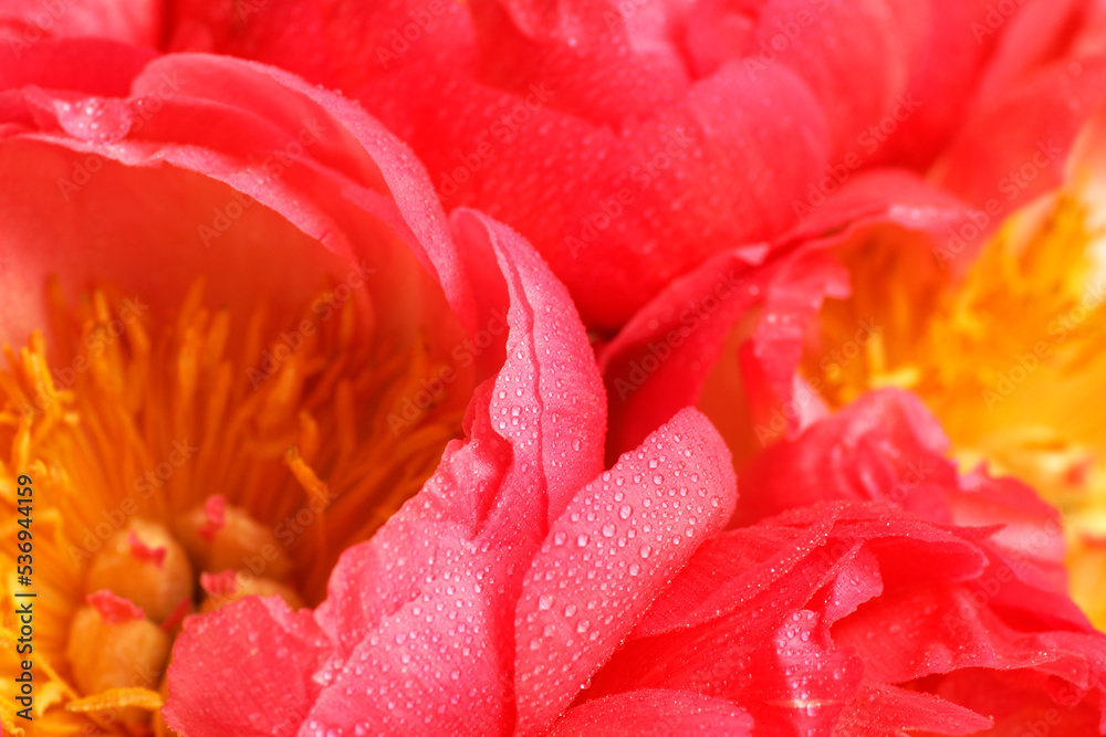 Close up of smooth coral red petals of peony flowers in soft focus. Blooming pink peony with many small water drops in macro. Textured backdrop with copy space for your design Close up of smooth coral red petals of peony flowers in soft focus. Blooming pink peony with many small water drops in macro. Textured backdrop with copy space for your design