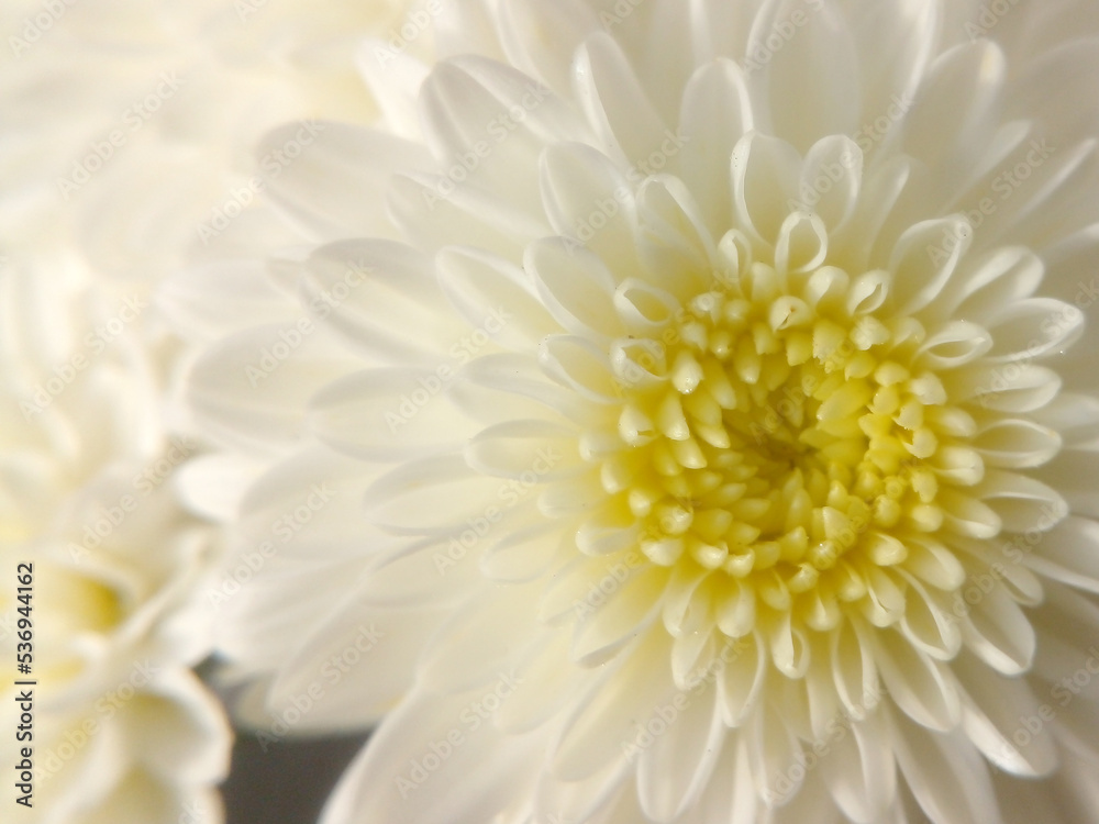 White chrysanthemum ornamental plant in the morning White chrysanthemum ornamental plant in the morning