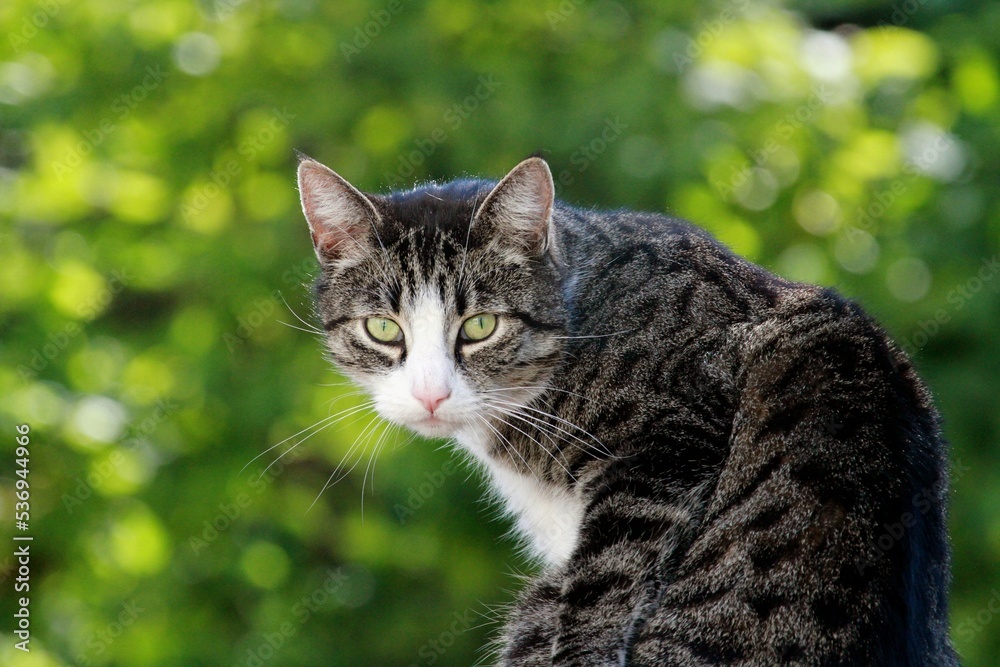 Nahaufnahme graugetigerte Katze Nahaufnahme graugetigerte Katze