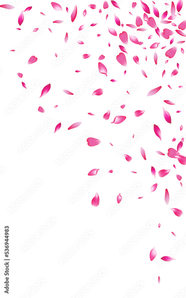 Beautiful Cherry Japanese Vector White Beautiful Cherry Japanese Vector White