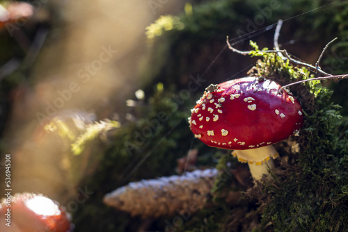 Fungi Fly agaric Amanita muscaria in autumn forest