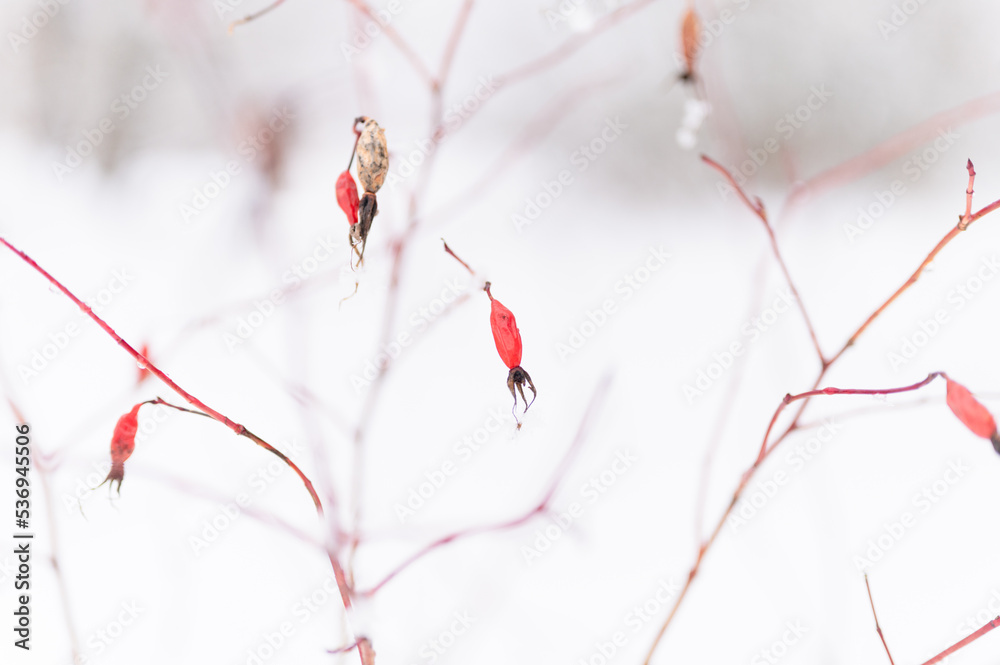 snowy winter season in nature. fresh icy frozen snow and snowflakes covered branches of rosehip bush with red fruits berries on frosty winter day in forest or garden. cold weather. christmas time