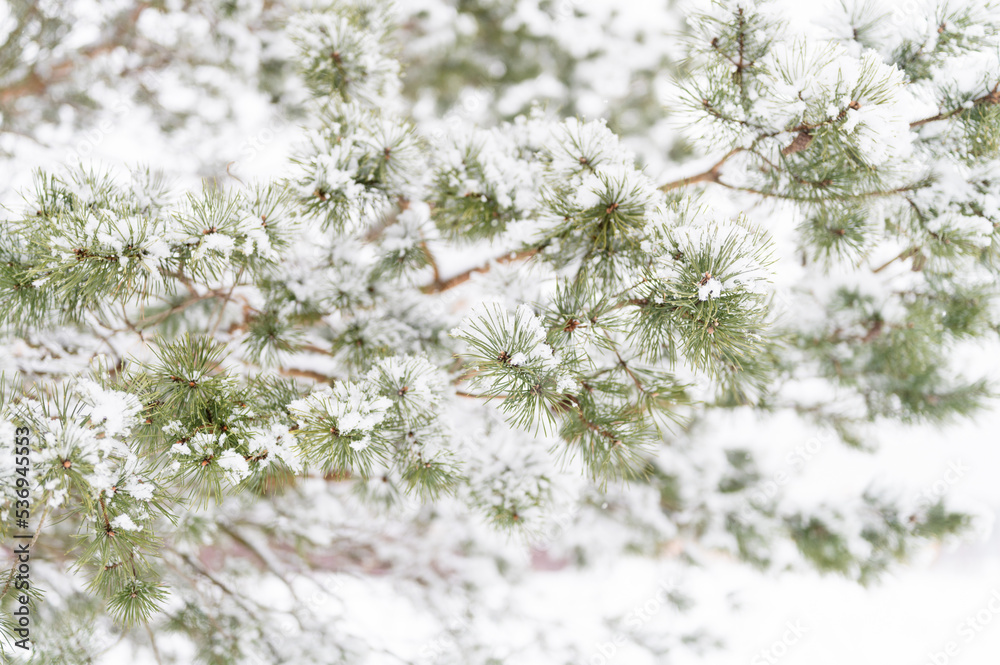 snowy winter season in nature. fresh icy frozen snow and snowflakes covered spruce or fir or pine tree branches on frosty winter day in forest or garden. cold weather. christmas time