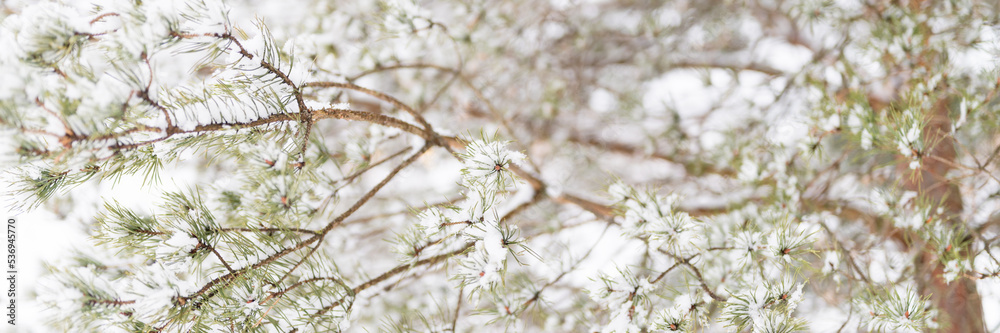 snowy winter season in nature. fresh icy frozen snow and snowflakes covered spruce or fir or pine tree branches on frosty winter day in forest or garden. cold weather. christmas time. banner snowy winter season in nature. fresh icy frozen snow and snowflakes covered spruce or fir or pine tree branches on frosty winter day in forest or garden. cold weather. christmas time. banner