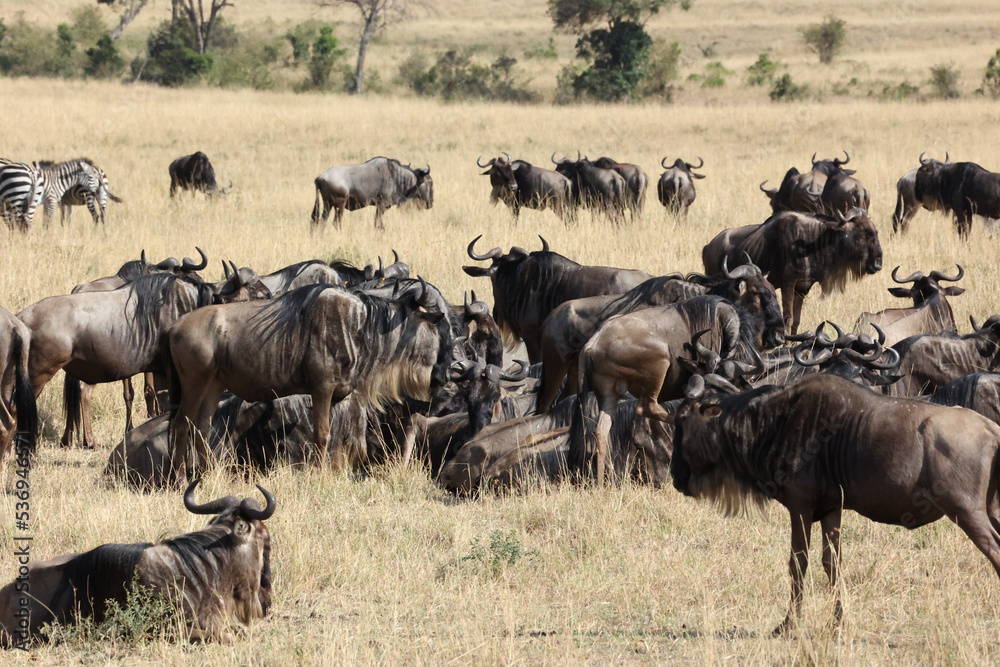 herd of wildebeest herd of wildebeest