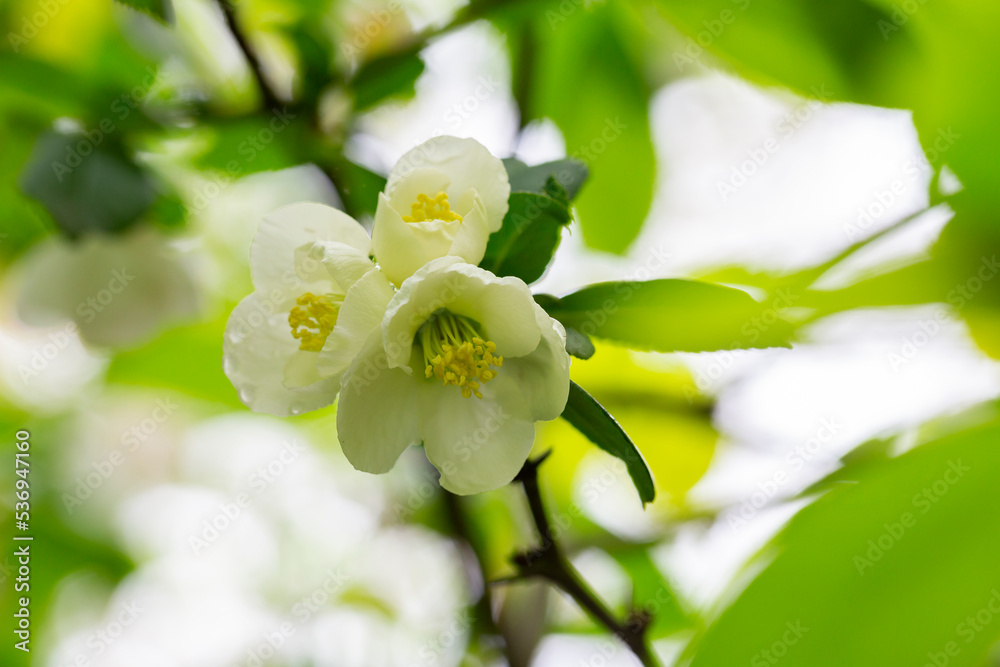 Fototapeta premium Close up many delicate white blossoms of white Chaenomeles japonica shrub