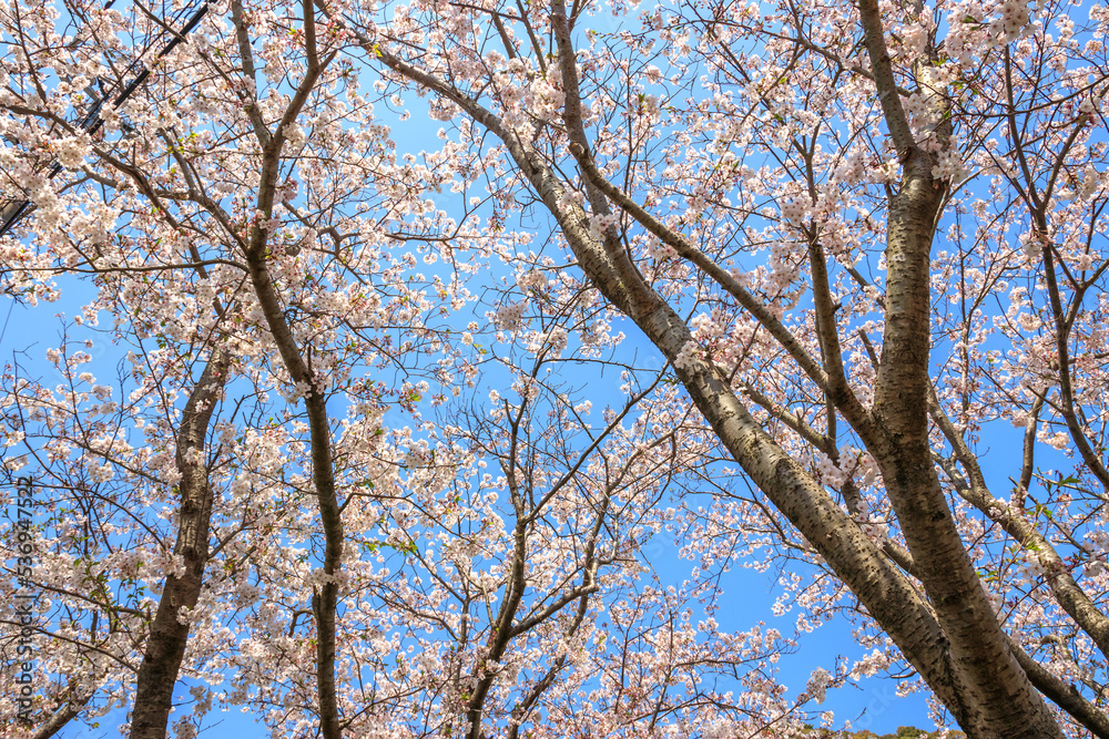 桜の花 春のイメージ 桜の花 春のイメージ