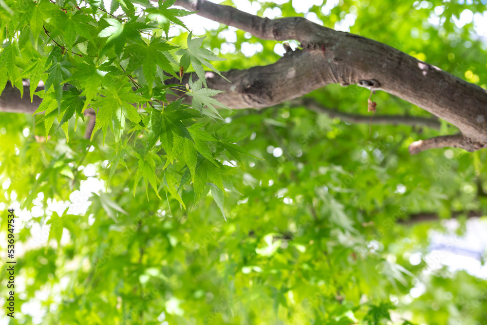 Obraz premium 緑のモミジ 初夏のイメージ