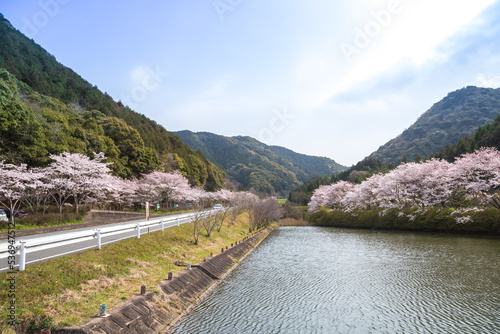 桜の花 春の風景